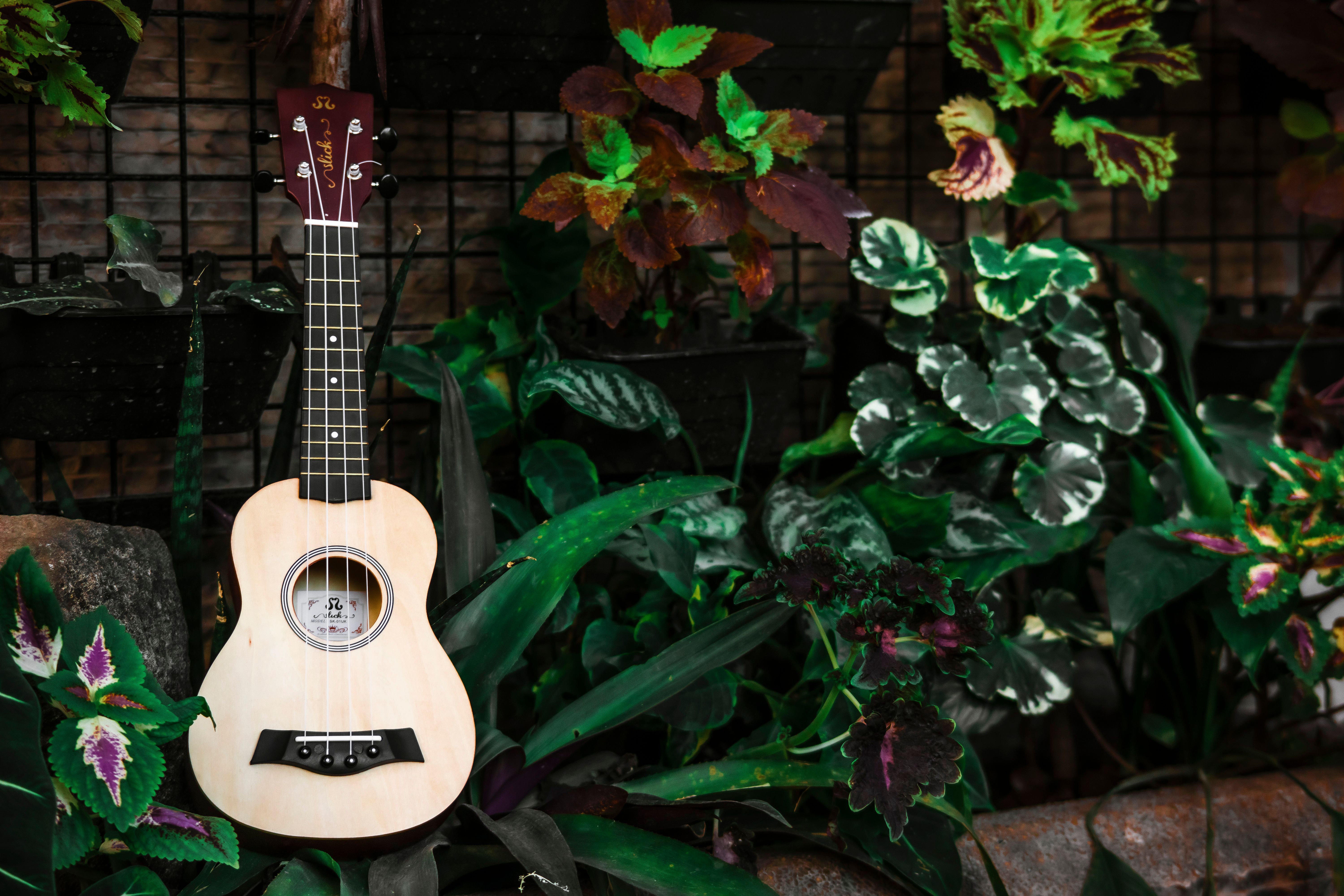Modern acoustic ukulele placed in a garden among plants and stone flowerbeds